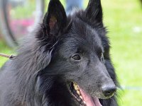 54 Bruno vom Sommeranger